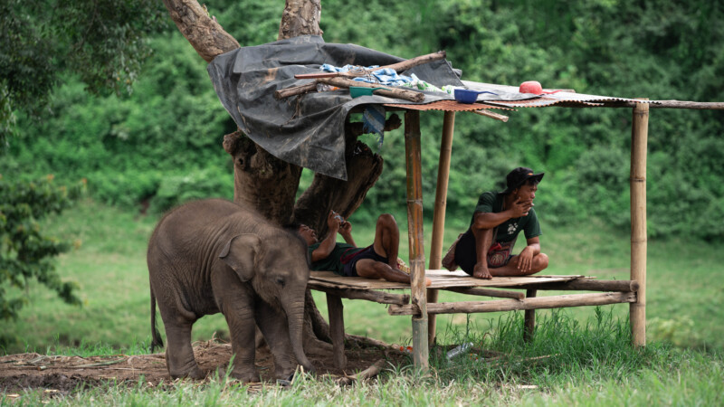 NewElephantHome.co.th สัมผัสประสบการณ์การอยู่ร่วมกับช้างตลอดทั้งวัน (338)