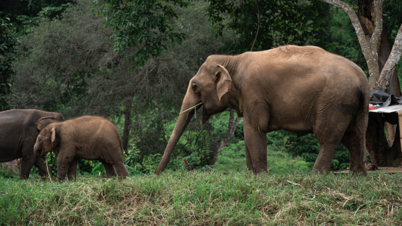 NewElephantHome.co.th สัมผัสประสบการณ์การอยู่ร่วมกับช้างตลอดทั้งวัน (343)