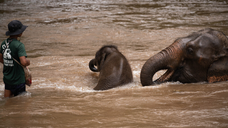 NewElephantHome.co.th สัมผัสประสบการณ์การอยู่ร่วมกับช้างตลอดทั้งวัน (347)