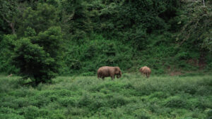HomeNewElephantHome.co.th : you will feed, hike, and learn about elephants in Thailand. 35 NewElephantHome.co .th สัมผัสประสบการณ์การอยู่ร่วมกับช้างตลอดทั้งวัน 356