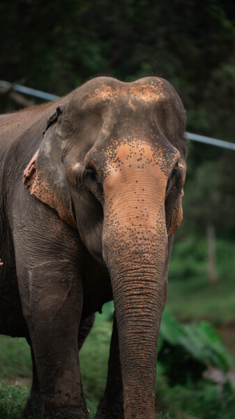 NewElephantHome.co.th สัมผัสประสบการณ์การอยู่ร่วมกับช้างตลอดทั้งวัน (360)