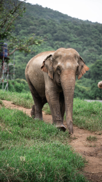 NewElephantHome.co.th สัมผัสประสบการณ์การอยู่ร่วมกับช้างตลอดทั้งวัน (361)