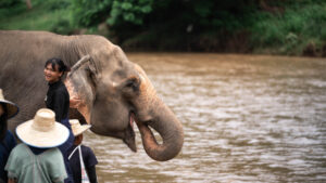 HomeNewElephantHome.co.th : you will feed, hike, and learn about elephants in Thailand. 41 NewElephantHome.co .th สัมผัสประสบการณ์การอยู่ร่วมกับช้างตลอดทั้งวัน 362