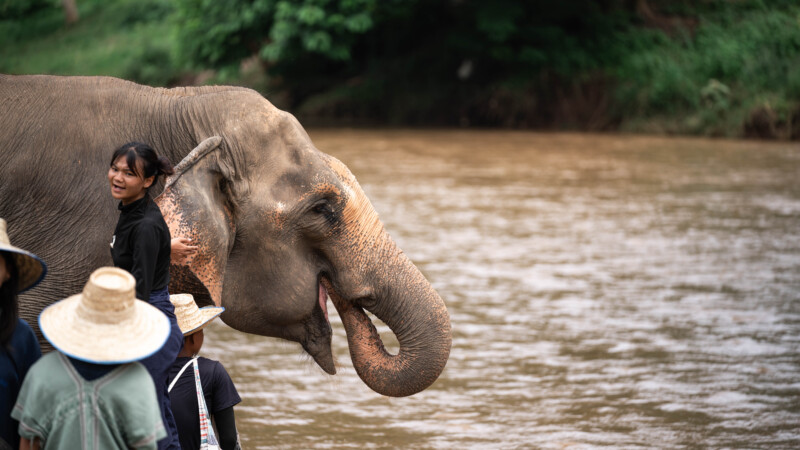 NewElephantHome.co.th สัมผัสประสบการณ์การอยู่ร่วมกับช้างตลอดทั้งวัน (362)