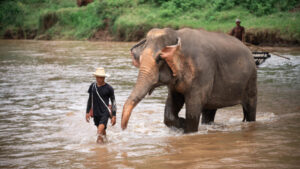 HomeNewElephantHome.co.th : you will feed, hike, and learn about elephants in Thailand. 40 NewElephantHome.co .th สัมผัสประสบการณ์การอยู่ร่วมกับช้างตลอดทั้งวัน 364