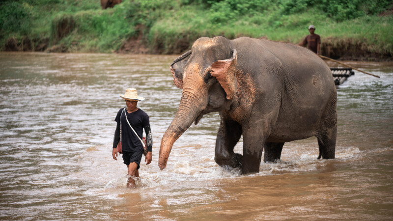 NewElephantHome.co.th สัมผัสประสบการณ์การอยู่ร่วมกับช้างตลอดทั้งวัน (364)