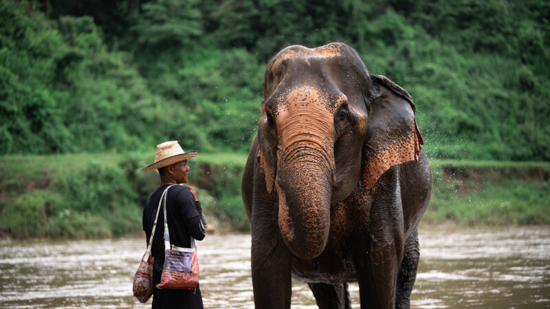 NewElephantHome.co.th สัมผัสประสบการณ์การอยู่ร่วมกับช้างตลอดทั้งวัน (367)