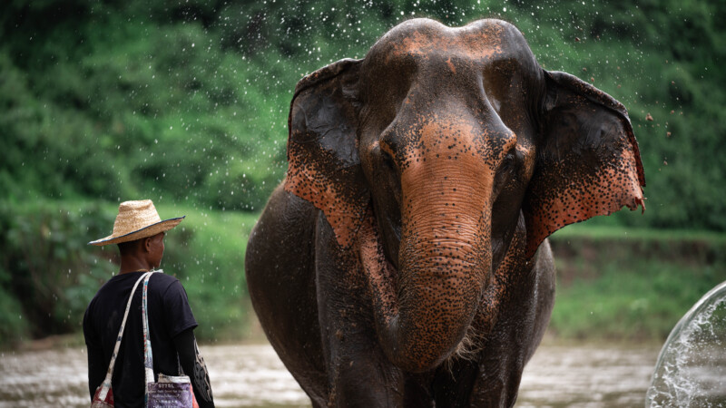 NewElephantHome.co.th สัมผัสประสบการณ์การอยู่ร่วมกับช้างตลอดทั้งวัน (370)