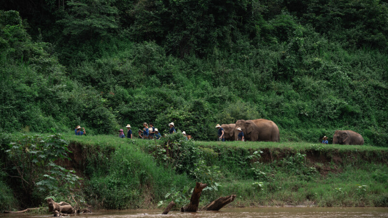 NewElephantHome.co.th สัมผัสประสบการณ์การอยู่ร่วมกับช้างตลอดทั้งวัน (371)