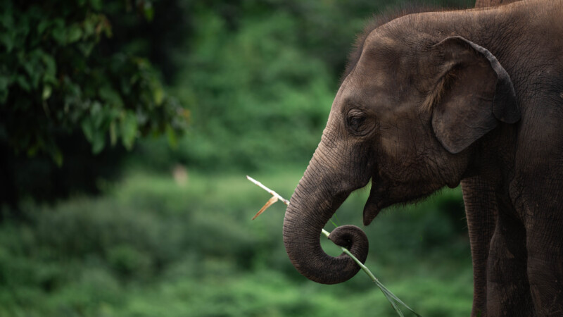 NewElephantHome.co.th สัมผัสประสบการณ์การอยู่ร่วมกับช้างตลอดทั้งวัน (372)