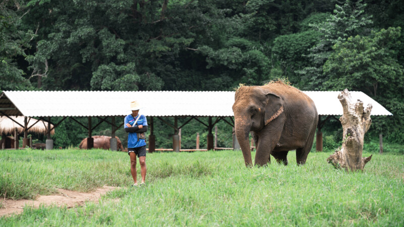 NewElephantHome.co.th สัมผัสประสบการณ์การอยู่ร่วมกับช้างตลอดทั้งวัน (373)