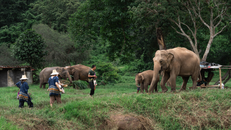 NewElephantHome.co.th สัมผัสประสบการณ์การอยู่ร่วมกับช้างตลอดทั้งวัน (374)