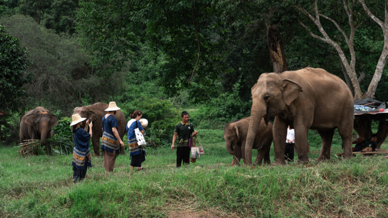 NewElephantHome.co.th สัมผัสประสบการณ์การอยู่ร่วมกับช้างตลอดทั้งวัน (375)