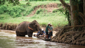 HomeNewElephantHome.co.th : you will feed, hike, and learn about elephants in Thailand. 32 NewElephantHome.co .th สัมผัสประสบการณ์การอยู่ร่วมกับช้างตลอดทั้งวัน 380