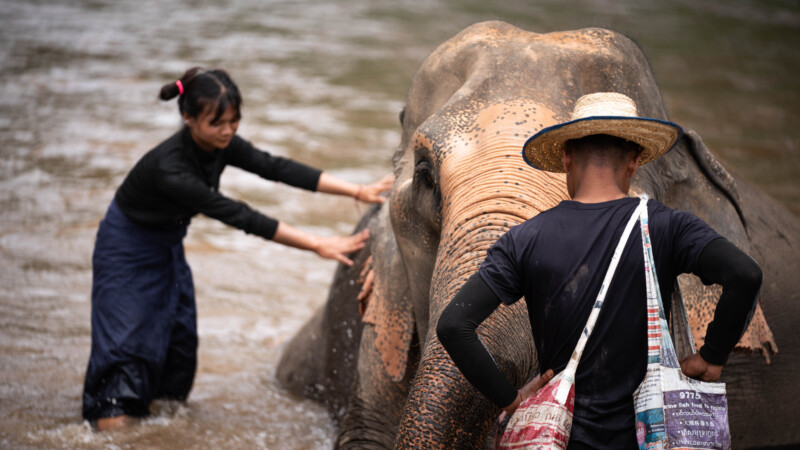 NewElephantHome.co.th สัมผัสประสบการณ์การอยู่ร่วมกับช้างตลอดทั้งวัน (388)