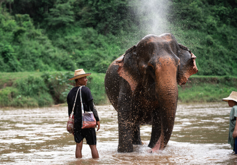 NewElephantHome.co.th สัมผัสประสบการณ์การอยู่ร่วมกับช้างตลอดทั้งวัน (390)