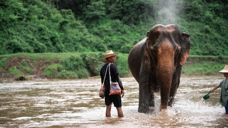 NewElephantHome.co.th สัมผัสประสบการณ์การอยู่ร่วมกับช้างตลอดทั้งวัน (391)