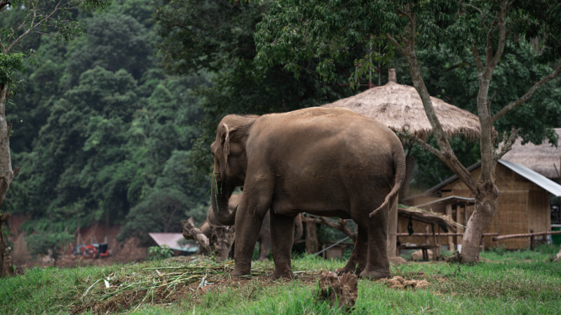 NewElephantHome.co.th สัมผัสประสบการณ์การอยู่ร่วมกับช้างตลอดทั้งวัน (394)