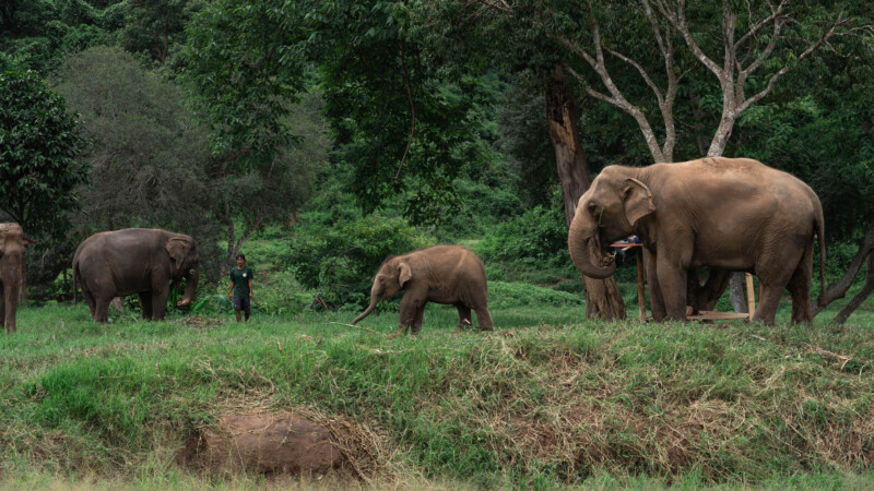 NewElephantHome.co.th สัมผัสประสบการณ์การอยู่ร่วมกับช้างตลอดทั้งวัน (396)