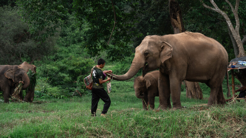 NewElephantHome.co.th สัมผัสประสบการณ์การอยู่ร่วมกับช้างตลอดทั้งวัน (397)