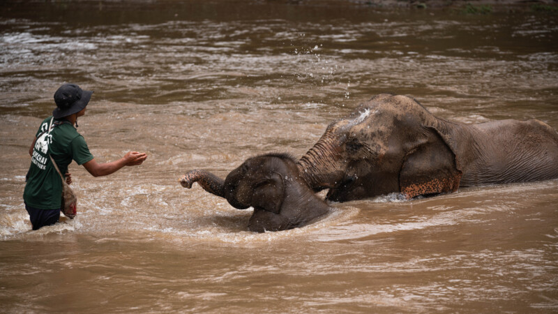 NewElephantHome.co.th สัมผัสประสบการณ์การอยู่ร่วมกับช้างตลอดทั้งวัน (398)