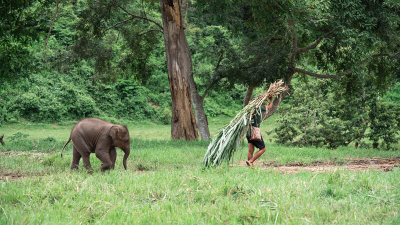 NewElephantHome.co.th สัมผัสประสบการณ์การอยู่ร่วมกับช้างตลอดทั้งวัน (400)