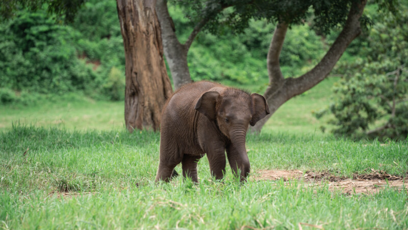 NewElephantHome.co.th สัมผัสประสบการณ์การอยู่ร่วมกับช้างตลอดทั้งวัน (402)