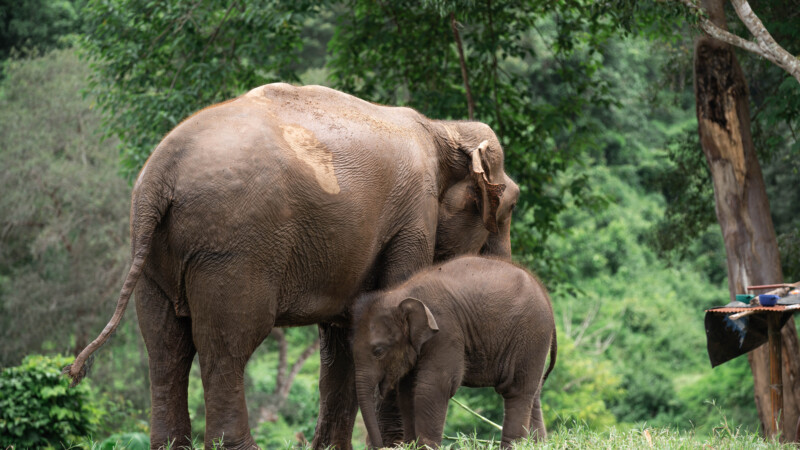 NewElephantHome.co.th สัมผัสประสบการณ์การอยู่ร่วมกับช้างตลอดทั้งวัน (403)