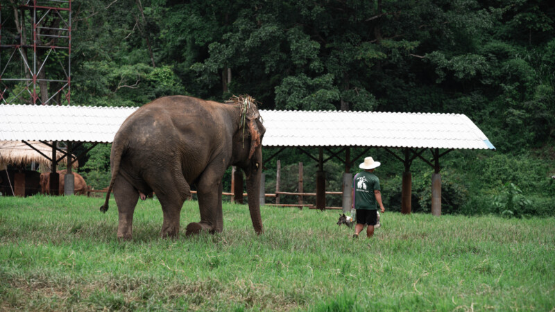 NewElephantHome.co.th สัมผัสประสบการณ์การอยู่ร่วมกับช้างตลอดทั้งวัน (404)