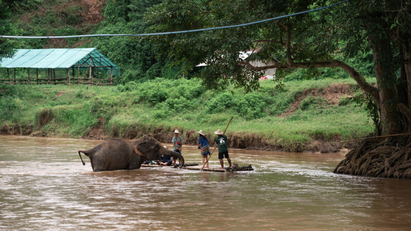 NewElephantHome.co.th สัมผัสประสบการณ์การอยู่ร่วมกับช้างตลอดทั้งวัน (405)