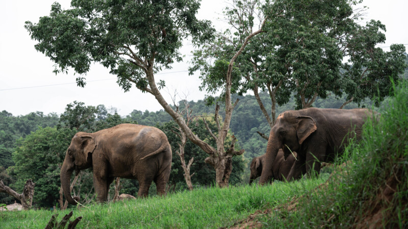 NewElephantHome.co.th สัมผัสประสบการณ์การอยู่ร่วมกับช้างตลอดทั้งวัน (406)