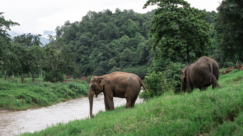 NewElephantHome.co.th สัมผัสประสบการณ์การอยู่ร่วมกับช้างตลอดทั้งวัน (407)