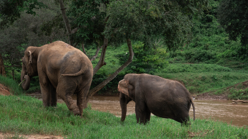 NewElephantHome.co.th สัมผัสประสบการณ์การอยู่ร่วมกับช้างตลอดทั้งวัน (408)