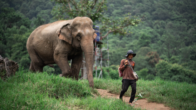 NewElephantHome.co.th สัมผัสประสบการณ์การอยู่ร่วมกับช้างตลอดทั้งวัน (413)