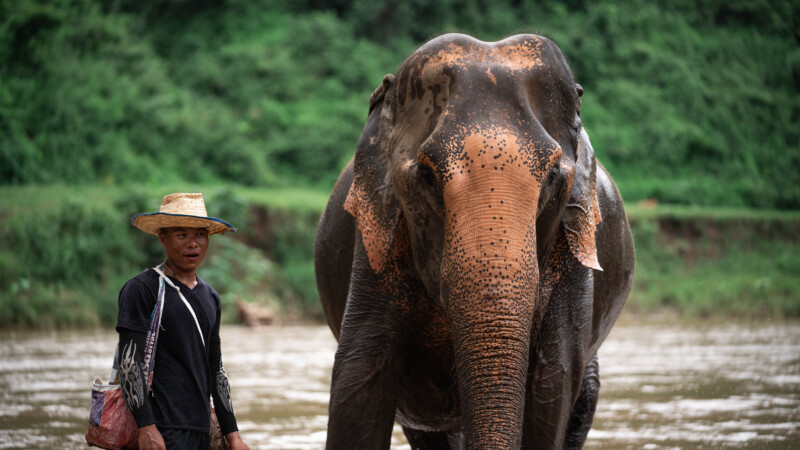 NewElephantHome.co.th สัมผัสประสบการณ์การอยู่ร่วมกับช้างตลอดทั้งวัน (417)