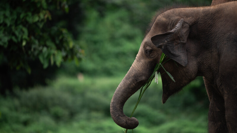 NewElephantHome.co.th สัมผัสประสบการณ์การอยู่ร่วมกับช้างตลอดทั้งวัน (424)