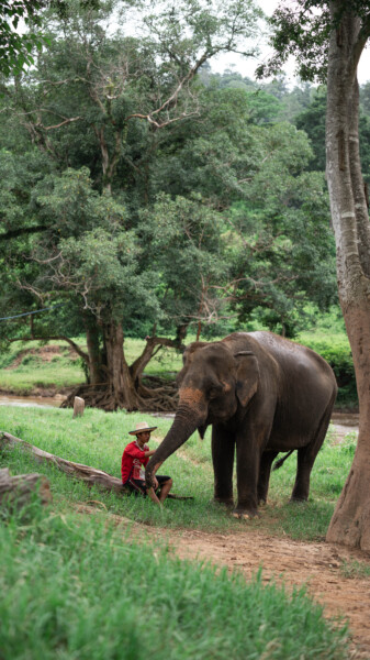 NewElephantHome.co.th สัมผัสประสบการณ์การอยู่ร่วมกับช้างตลอดทั้งวัน (427)