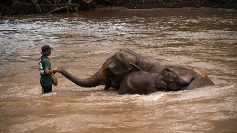 HomeNewElephantHome.co.th : you will feed, hike, and learn about elephants in Thailand. 20 NewElephantHome.co .th สัมผัสประสบการณ์การอยู่ร่วมกับช้างตลอดทั้งวัน 430