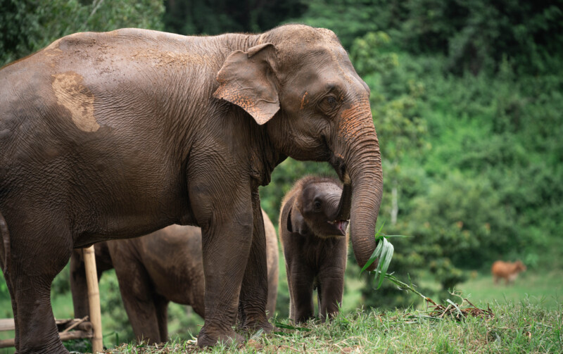 NewElephantHome.co.th สัมผัสประสบการณ์การอยู่ร่วมกับช้างตลอดทั้งวัน (432)