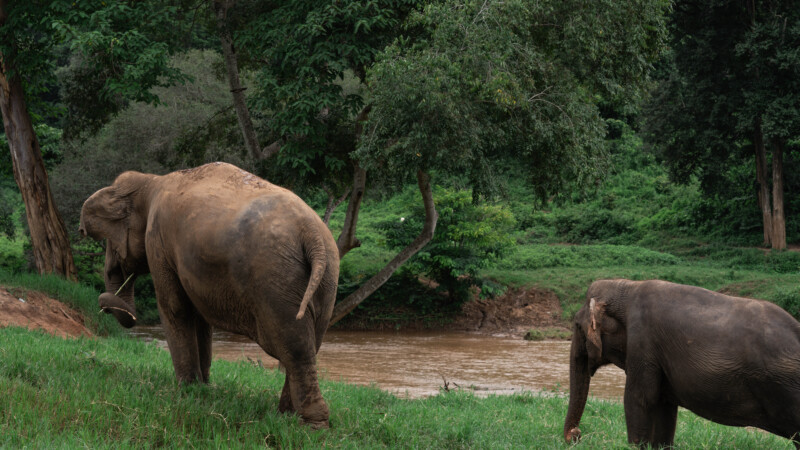 NewElephantHome.co.th สัมผัสประสบการณ์การอยู่ร่วมกับช้างตลอดทั้งวัน (435)