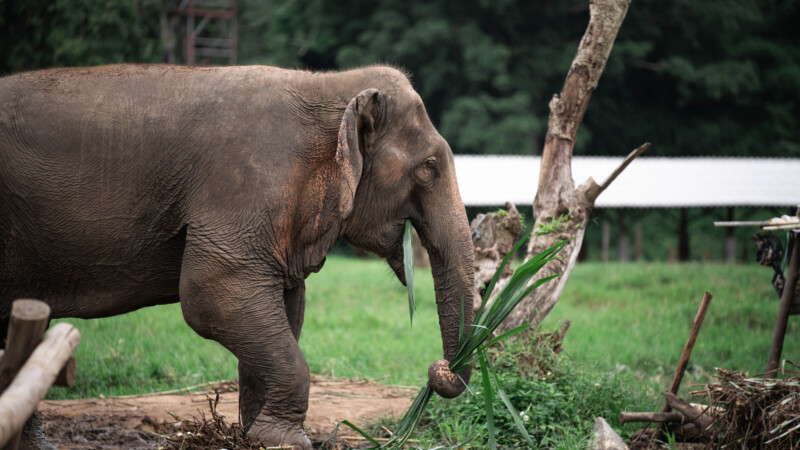 NewElephantHome.co.th สัมผัสประสบการณ์การอยู่ร่วมกับช้างตลอดทั้งวัน (439)