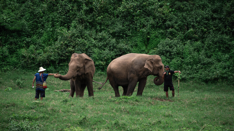 NewElephantHome.co.th สัมผัสประสบการณ์การอยู่ร่วมกับช้างตลอดทั้งวัน (443)