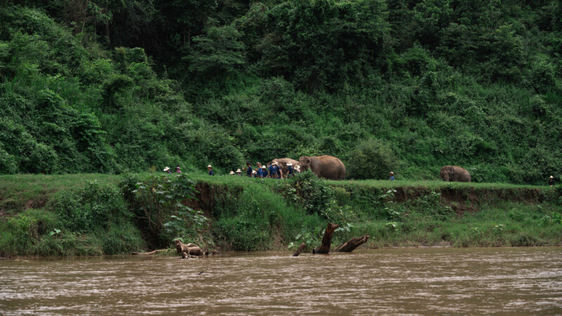 NewElephantHome.co.th สัมผัสประสบการณ์การอยู่ร่วมกับช้างตลอดทั้งวัน (450)