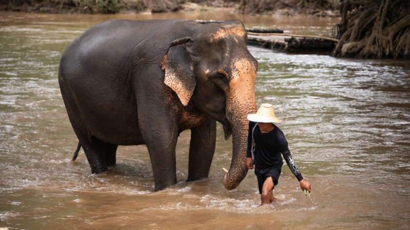 NewElephantHome.co.th สัมผัสประสบการณ์การอยู่ร่วมกับช้างตลอดทั้งวัน (451)