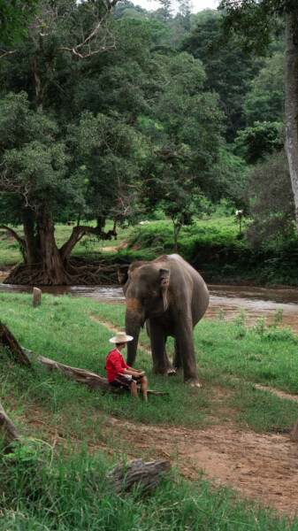 NewElephantHome.co.th สัมผัสประสบการณ์การอยู่ร่วมกับช้างตลอดทั้งวัน (454)