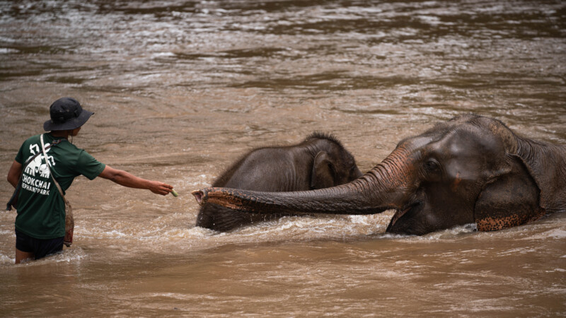 NewElephantHome.co.th สัมผัสประสบการณ์การอยู่ร่วมกับช้างตลอดทั้งวัน (457)