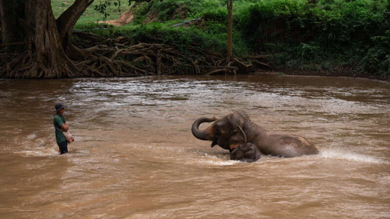 NewElephantHome.co.th สัมผัสประสบการณ์การอยู่ร่วมกับช้างตลอดทั้งวัน (458)