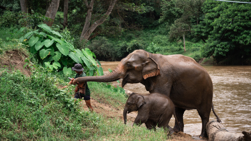 NewElephantHome.co.th สัมผัสประสบการณ์การอยู่ร่วมกับช้างตลอดทั้งวัน (460)