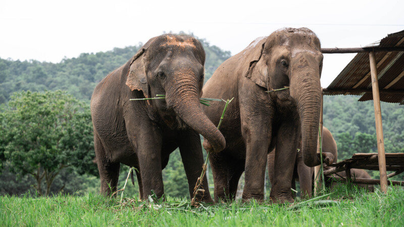 NewElephantHome.co.th สัมผัสประสบการณ์การอยู่ร่วมกับช้างตลอดทั้งวัน (463)