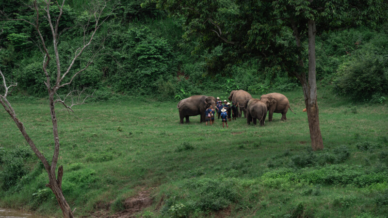 NewElephantHome.co.th สัมผัสประสบการณ์การอยู่ร่วมกับช้างตลอดทั้งวัน (469)